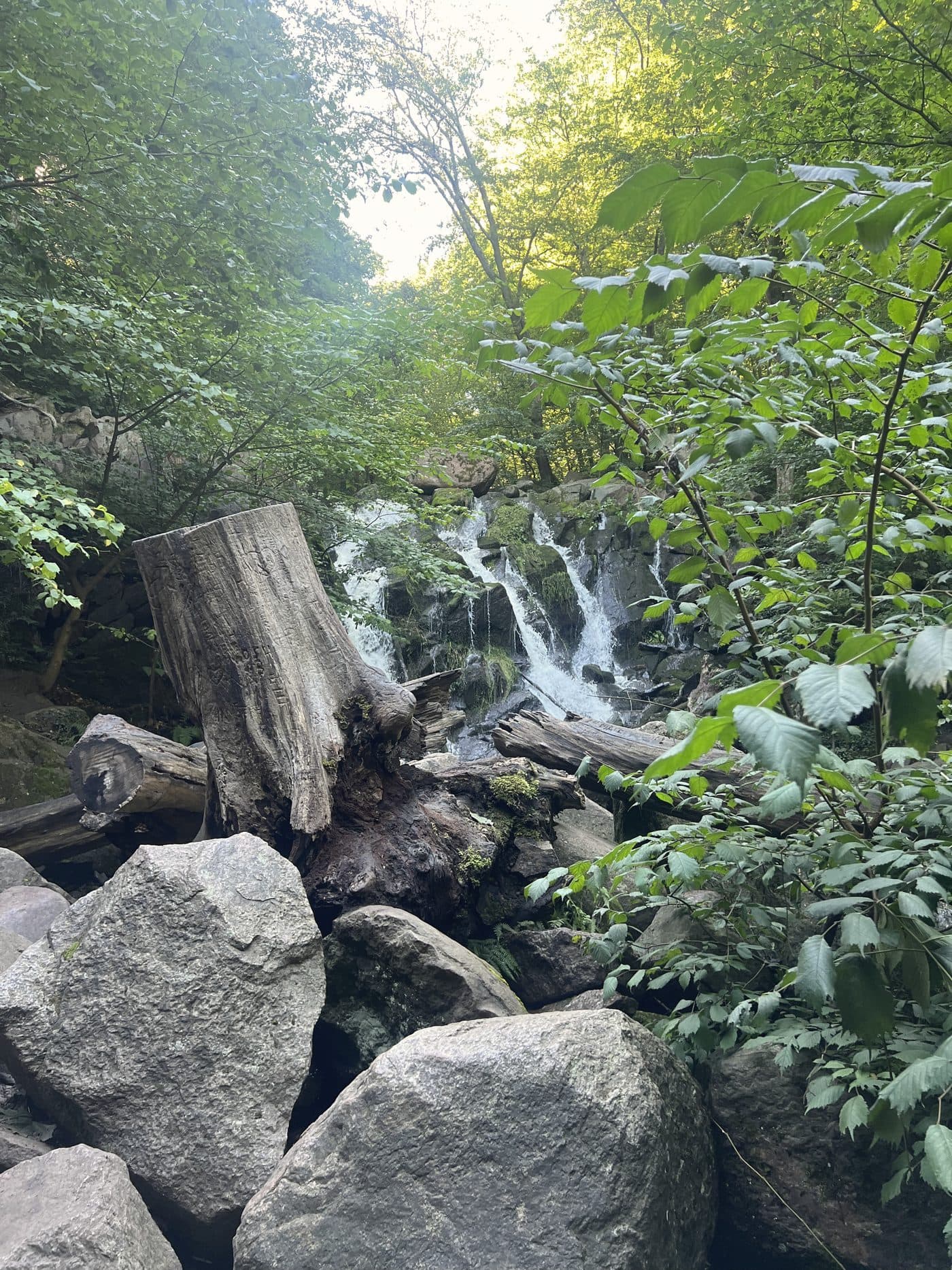 Skov og sprækkedale